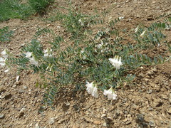 Vicia costata