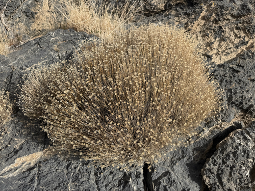Stansbury's Rockdaisy (Laphamia stansburyi)