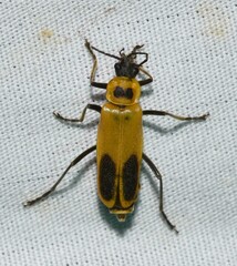 Goldenrod Soldier Beetle