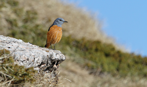Roquero rojo (Monticola saxatilis)