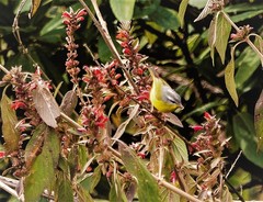 Phylloscopus xanthoschistos