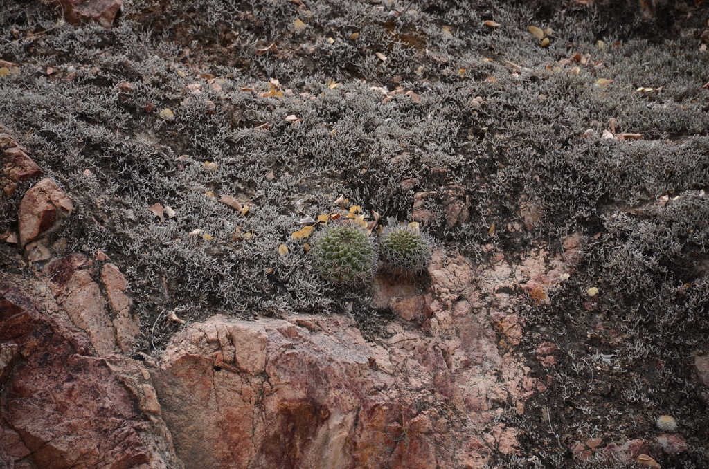 Matucana intertexta, Celendín Province, Peru