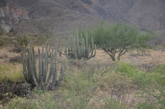 Espostoa mirabilis