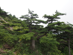 Pinus parviflora parviflora