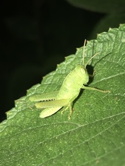 Chondracris