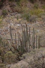 Espostoa mirabilis