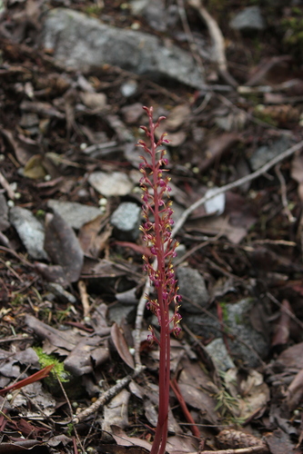 Pacific coralroot (Corallorhiza mertensiana)