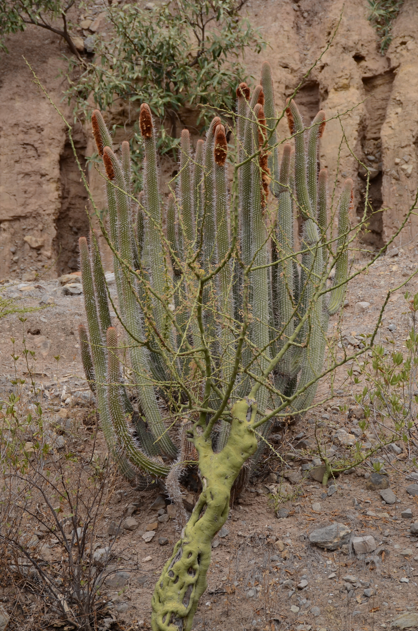 Espostoa mirabilis