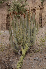 Espostoa mirabilis
