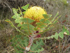 Banksia baxteri