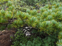 Pinus parviflora parviflora