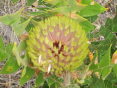 Banksia baxteri