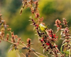 Phylloscopus xanthoschistos