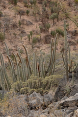 Espostoa mirabilis