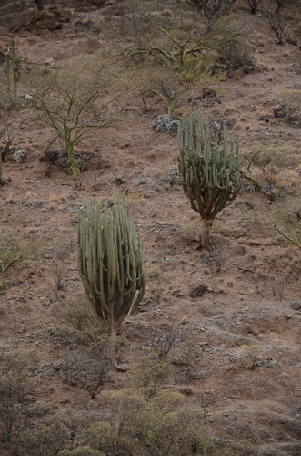 Armatocereus rauhii ssp. balsasensis