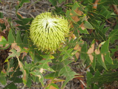 Banksia baxteri