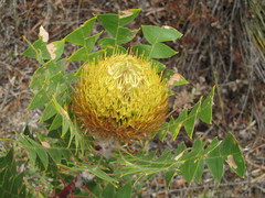 Banksia baxteri