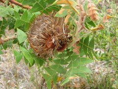 Banksia baxteri