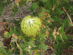 Banksia baxteri