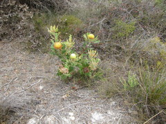 Banksia baxteri