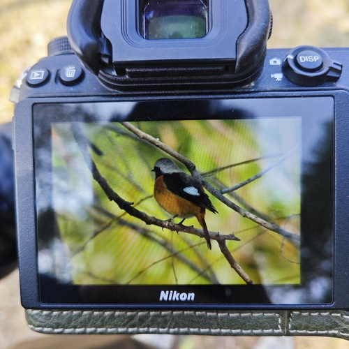 Daurian Redstart