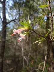Styphelia triflora