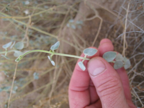 Pergularia tomentosa