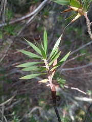Styphelia triflora