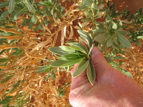 Rhazya stricta