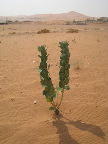 giant milkweed