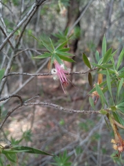 Styphelia triflora
