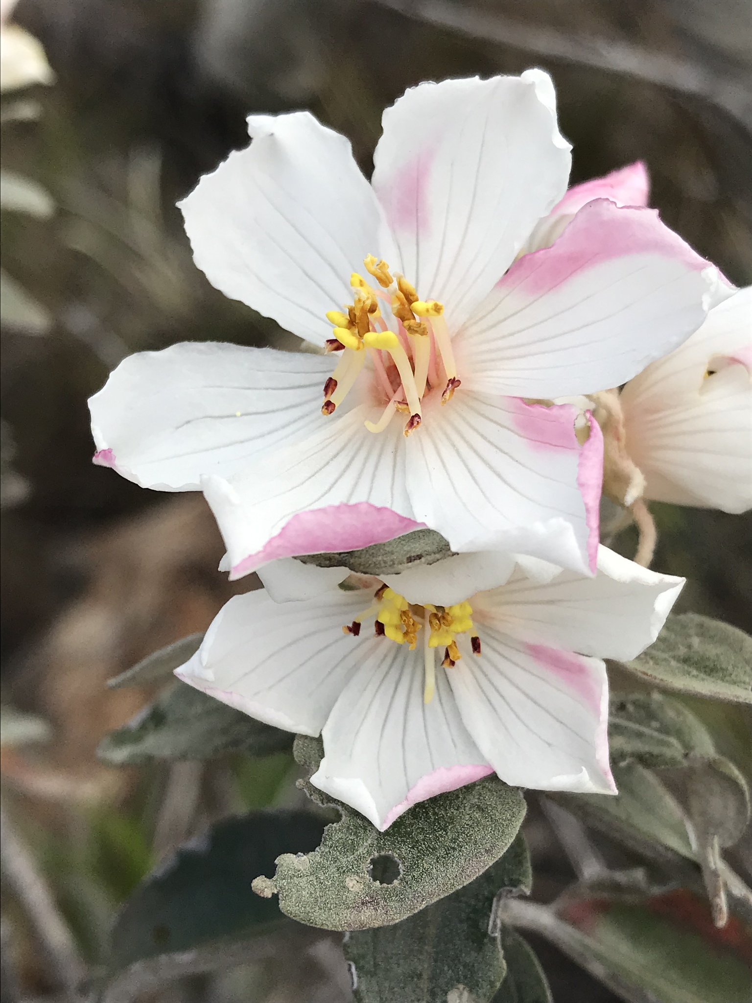 Trembleya laniflora