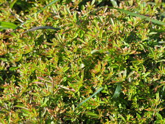 Glinus oppositifolius