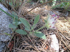 Anthyllis vulneraria