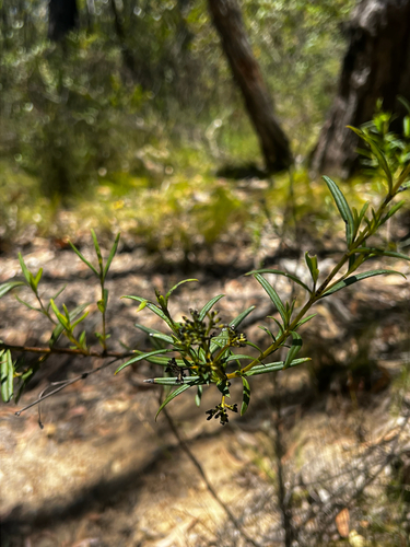 recurved logania (Logania recurva)