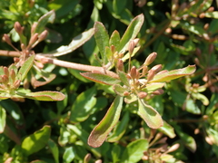 Glinus oppositifolius