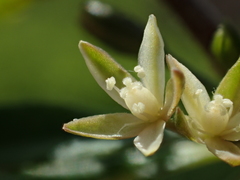 Glinus oppositifolius