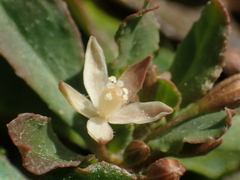 Glinus oppositifolius