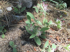 Anthyllis vulneraria