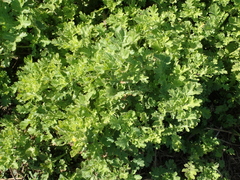 Grangea maderaspatana