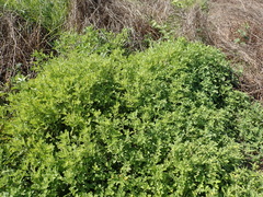 Grangea maderaspatana