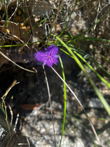 rush fringe-lily (Thysanotus racemoides)