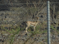 Gazella arabica