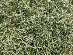 Persicaria lapathifolia lanata