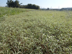 Persicaria lapathifolia lanata