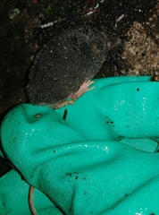 Sorex trowbridgii