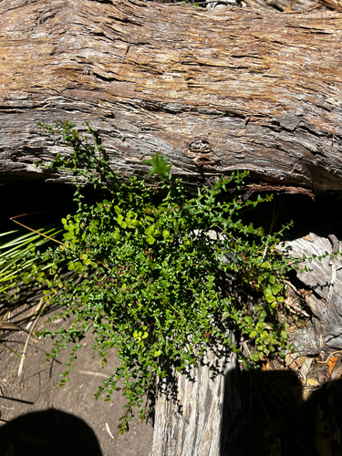 Hillebrands Waxflower (Leionema hillebrandii)