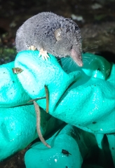 Sorex trowbridgii