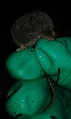 Sorex trowbridgii