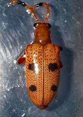 Lema quadripunctata